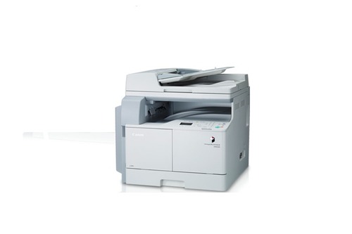 Daisy on the Ohoopee